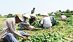 Tân Điền sẵn sàng ra mắt xã đạt chuẩn nông thôn mới