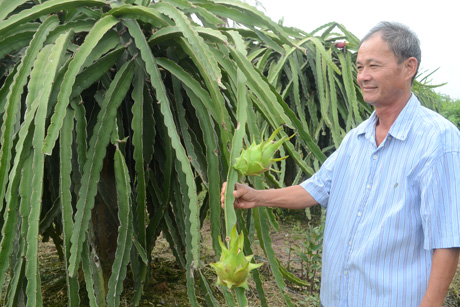 Cây thanh long mang lại nguồn thu khá cao cho người nông dân huyện Chợ Gạo.