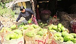 Mãng cầu Xiêm tăng giá mạnh
