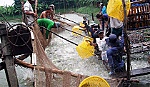 Nuôi cá tra tiêu chuẩn VietGAP: Thực trạng và giải pháp tháo gỡ khó khăn