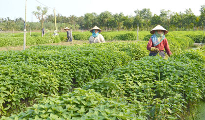 Rau là cây trồng lợi thế của huyện Châu Thành, đang được quan tâm phát triển.