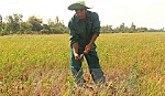 Hỗ trợ 2 triệu đồng/ha lúa bị thiệt hại do hạn và mặn