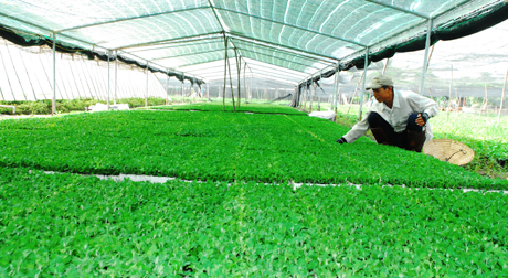 Ông Trương Văn Nhung, Tổ trưởng Tổ hoa tươi Mỹ Phong ươm cây giống trong nhà kính.