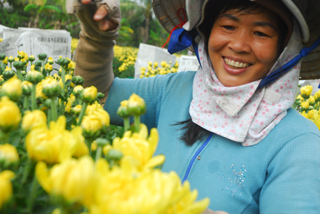 Bà Nguyễn Thị Ngọc Kiều, ấp Mỹ Hưng, xã Mỹ Phong bó hoa cúc Hà Lan.