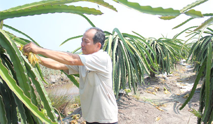 Nông dân Tiền Giang chăm sóc thanh long.