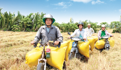 Những đoàn người chở lúa thuê nối đuôi nhau trên đồng.                                                                                                                                                                                                                     Ảnh: MINH THÀNH
