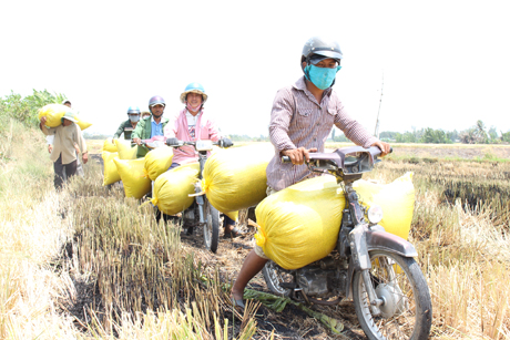  Trung bình mỗi ngày, 1 người chở lúa thuê tại xã Thành Công  (huyện Gò Công Tây) thu nhập khoảng 300.000 đồng.