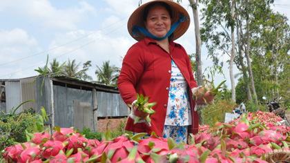 Cây thanh long đã góp phần giúp vùng nông thôn huyện Chợ Gạo ngày càng khởi sắc.
