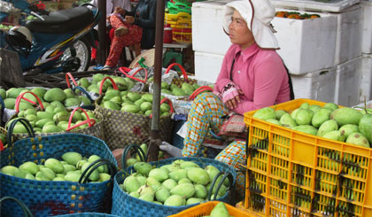 Giá xoài giảm do nguồn cung tăng cao.