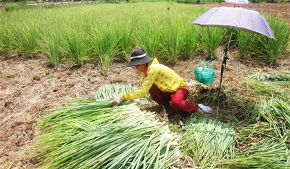 Người dân thu hoạch sả.