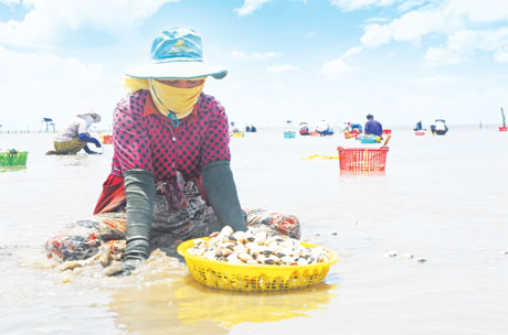 Bà Nguyễn Thị Hai, ấp Cây Bàng, xã Tân Thành thu hoạch nghêu thuê, kiếm thêm thu nhập.