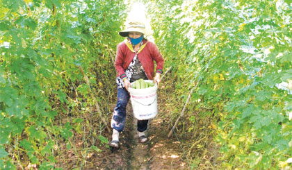 Liên kết sản xuất và tiêu thụ giúp nông dân an tâm sản xuất.