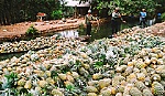 Thực trạng và giải pháp phát triển vùng chuyên canh khóm