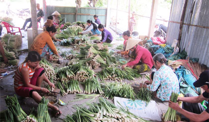 Một điểm thu mua sả nguyên liệu.