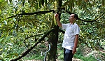 Làm giàu nhờ cây sầu riêng
