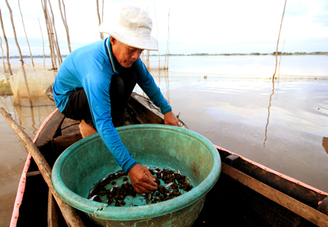 Lác đác con cá linh, con ốc bươu vàng mà ông Trần Văn Ứng, xã Thường Thới Hậu A, huyện Hồng Ngự, tỉnh Đồng Tháp thu được từ đặt dớn.