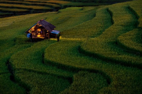 Về nhà (ảnh chụp ở Mù Cang Chải) - Sarawut Intarob