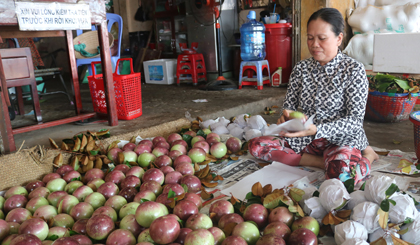 Giá vú sữa đầu mùa tăng nhẹ do nguồn hàng ít.