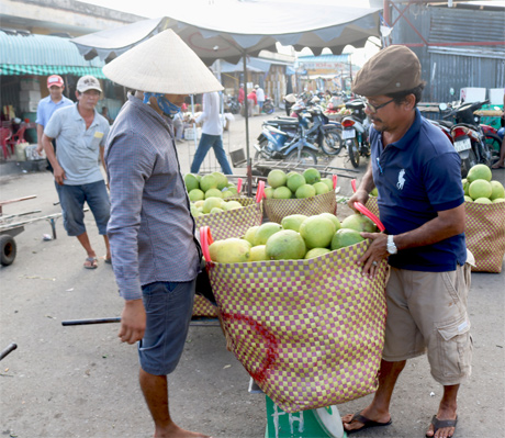 Cân trái cây trước khi chuyển vào vựa.