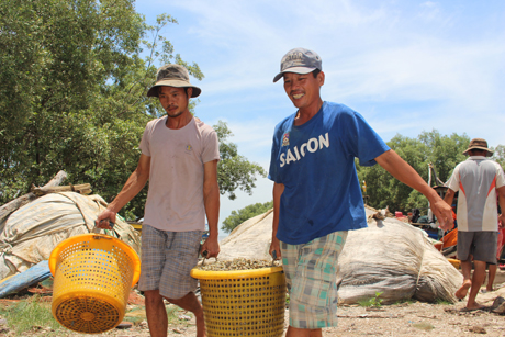Ngư dân khai thác ốc cau (ốc cà na), loài ốc xuất hiện ở ngư trường Gò Công khoảng vài năm nay.