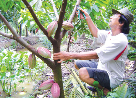 Cây ca cao tươi tốt trên vùng đất phèn Tân Phú Đông. Ảnh: Hữu Dư