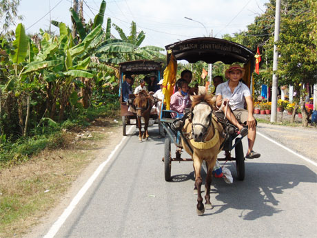 Do lượng du khách đến khu du lịch Thới Sơn luôn tăng cao trong những ngày Tết nên những cỗ xe ngựa cứ hoạt động liên tục và những chú ngựa cũng ít khi được nghỉ ngơi, vì phải phục vụ đưa đón du khách tham quan.