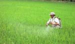 Nhiều diện tích lúa nhiễm rầy nâu mật số cao