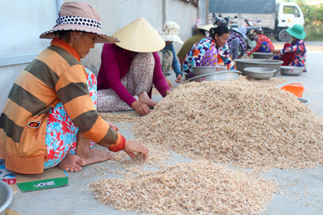 Sau những ngày nhàn rỗi, cánh phụ nữ ở ấp Đèn Đỏ,  xã Tân Thành trở lại làm việc cho các điểm thu mua ruốc. Mỗi ngày họ được trả công khoảng 140.000 đồng.