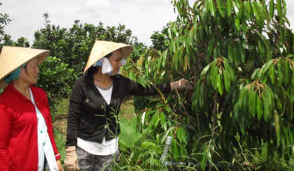 Chị Lưu Thị Thanh Hương (phải), hội viên Chi hội Phụ nữ ấp Phú Hòa, xã Long Khánh sử dụng nguồn vốn vay ưu đãi để cải tạo vườn.