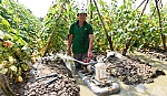 Thu nhập cao nhờ trồng dưa leo