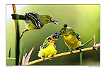Thiên nhiên qua góc nhìn của các nữ nhiếp ảnh gia