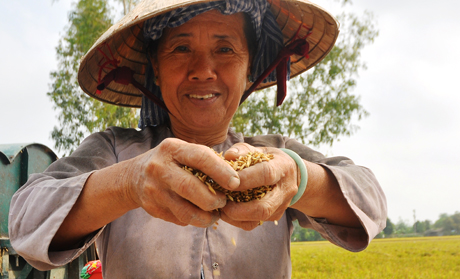 Nông dân nâng niu hạt lúa.