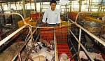 Chăn nuôi liên kết chuỗi, giảm rủi ro