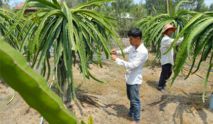 Cây thanh long đang phát triển mạnh ở  huyện Gò Công Tây. Ảnh: Ngô Tông