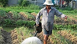 Thanh niên bỏ quê, nông thôn thiếu lao động