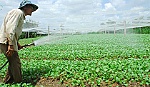 Xuất hiện những hợp tác xã kiểu mới