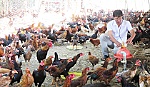Gà nòi Nam bộ trên đất Gò Công