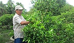 Thu nhập bạc tỷ nhờ trồng hoa kiểng