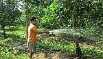 Giá mít Thái siêu sớm giảm mạnh