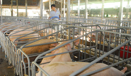 Một trang trại chăn nuôi được đầu tư khá hiện đại và có gắn kết với doanh nghiệp từ đầu vào đến đầu ra.