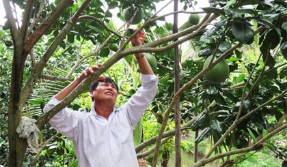 Ông Châu chăm sóc bưởi da xanh.