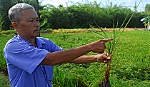 Bệnh vàng lùn - lùn xoắn lá nguy cơ bùng phát trở lại