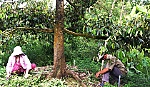 Thu nhập cao từ trồng sầu riêng