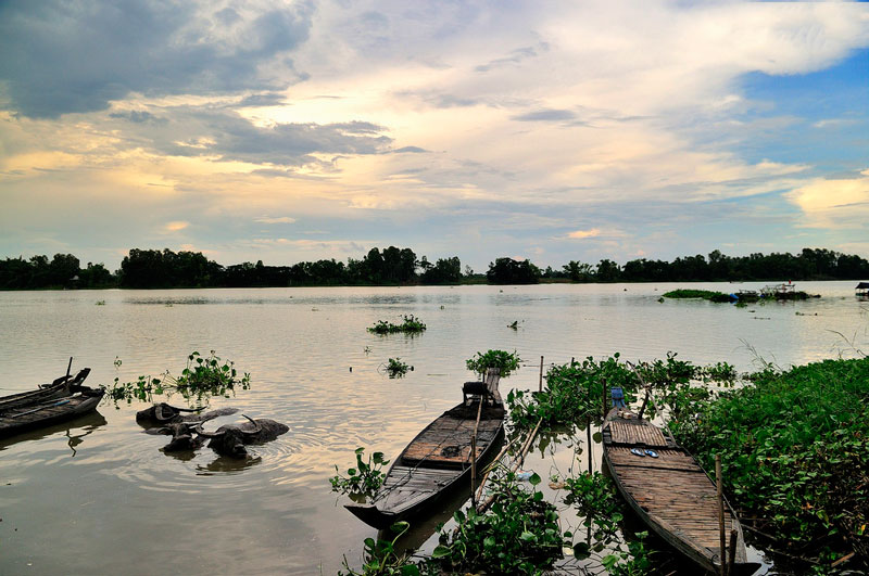 Chiều về trên Búng Bình Thiên, An Giang.