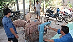 Thịt heo truy xuất nguồn gốc, người nuôi còn lúng túng