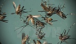 Công bố chi tiết về loại muỗi Aedes đang gây dịch sốt xuất huyết