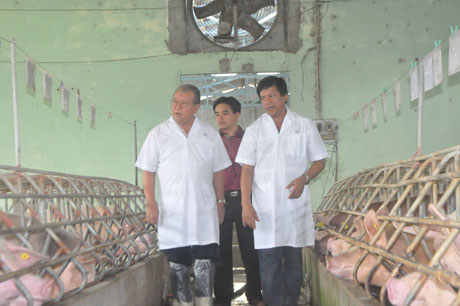 GS.TS Võ Tòng Xuân, Hiệu trưởng Trường Đại học Nam Cần Thơ tham quan  trại nuôi heo theo CNC của ông Hai Chung, xã Lương Hòa Lạc, huyện Chợ Gạo.