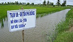 Mô hình tôm-lúa ở xã Phú Tân