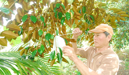 Ông Đặng Văn Thọ bao trái vú sữa để chuẩn bị xuất khẩu đi Hoa Kỳ.