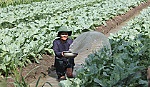 Huyện Chợ Gạo với nhiều mô hình giảm nghèo hiệu quả